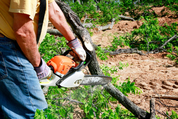 Best Arborist Consultation Services  in Blountstown, FL